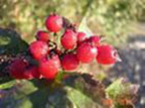 Rose Hip Extract   